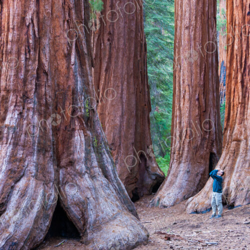 Sequoia trees in Yosemite National Park. A person standing at the base, looking upwards.
