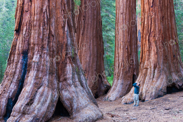 Sequoia trees in Yosemite National Park. A person standing at the base, looking upwards.