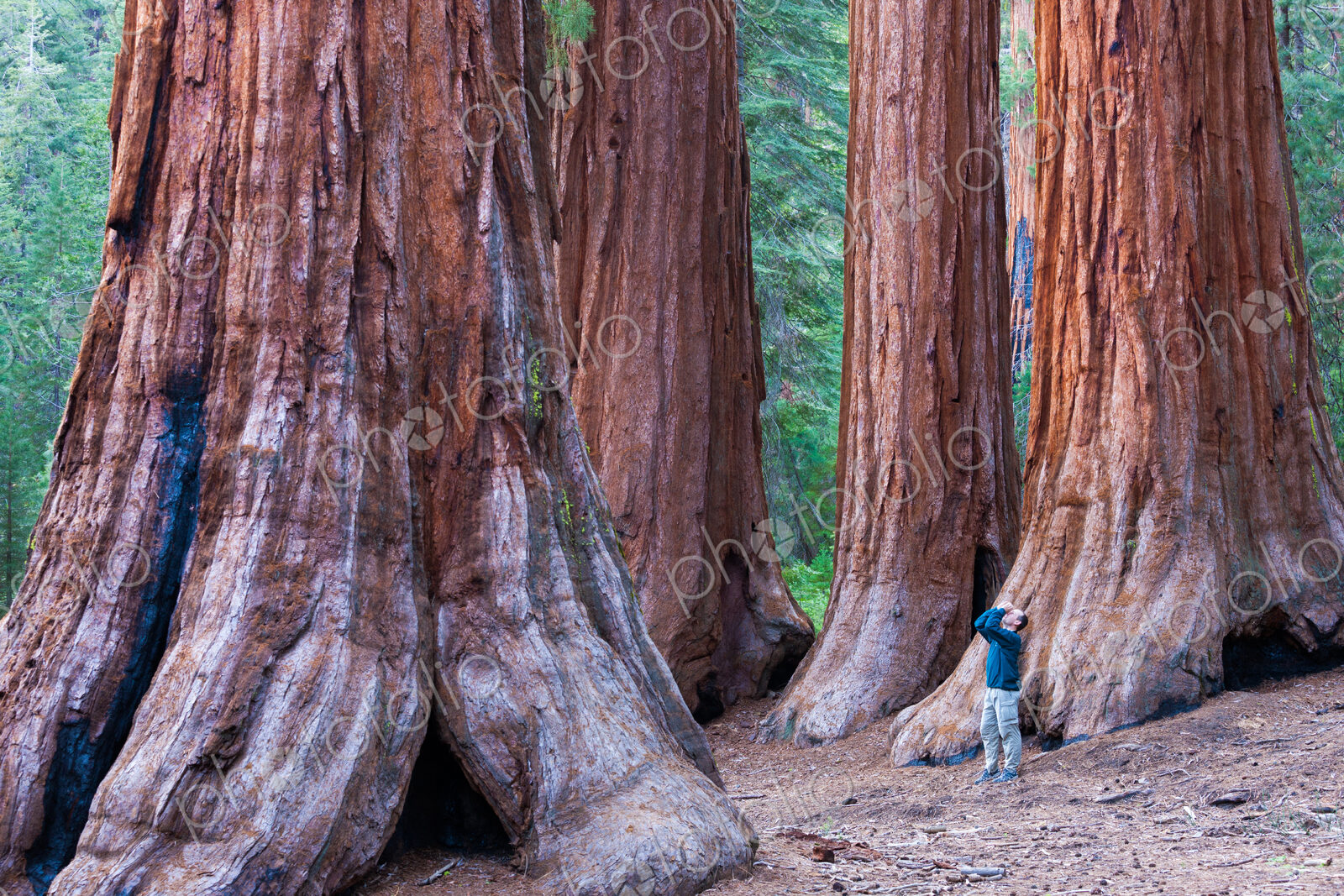 Sequoia trees in Yosemite National Park. A person standing at the base, looking upwards.
