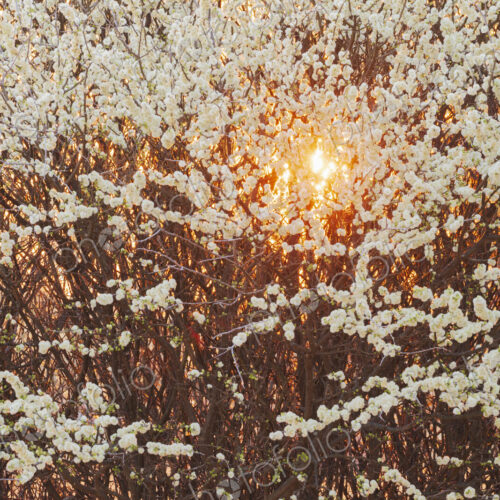 Setting Sun through Flowering Acacia Bush Kalahari Research Center, Vanzylsrus.