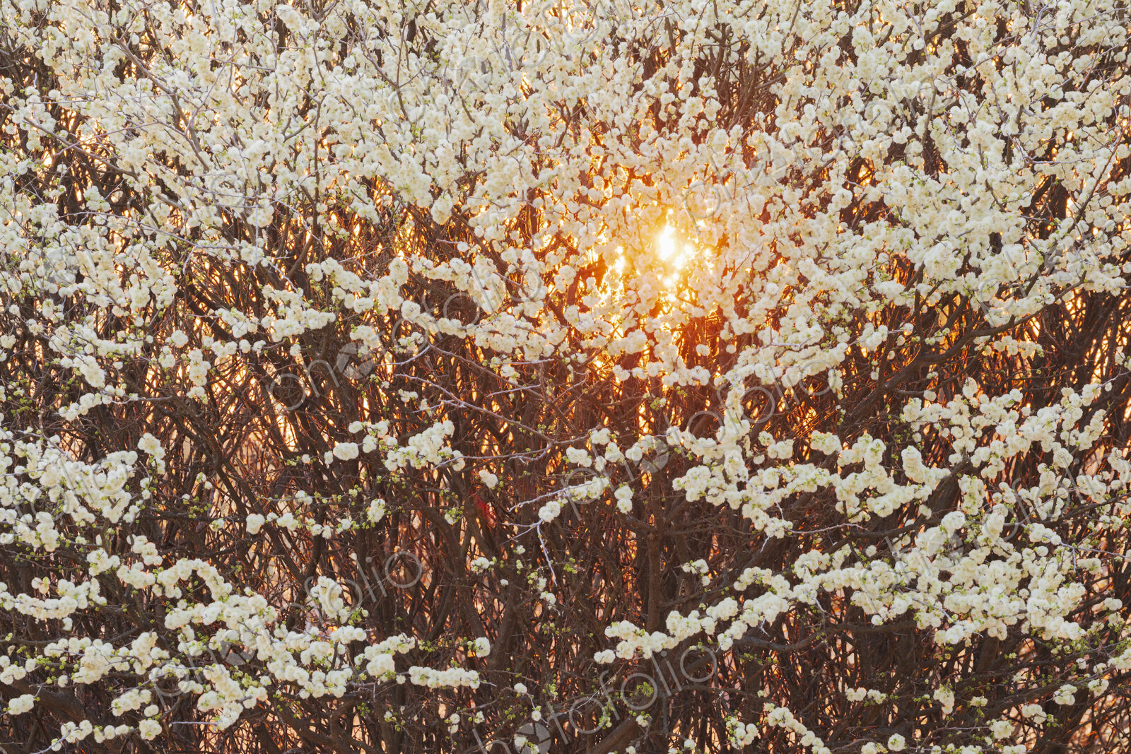 Setting Sun through Flowering Acacia Bush Kalahari Research Center, Vanzylsrus.