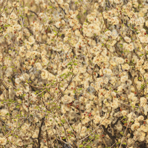 Setting Sun through Flowering Acacia Bush Kalahari Research Center, Vanzylsrus,… Setting Sun through Flowering Acacia Bush Kalahari Research Center, Vanzylsrus,…
