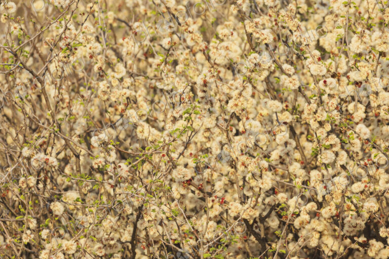 Setting Sun through Flowering Acacia Bush Kalahari Research Center, Vanzylsrus,…