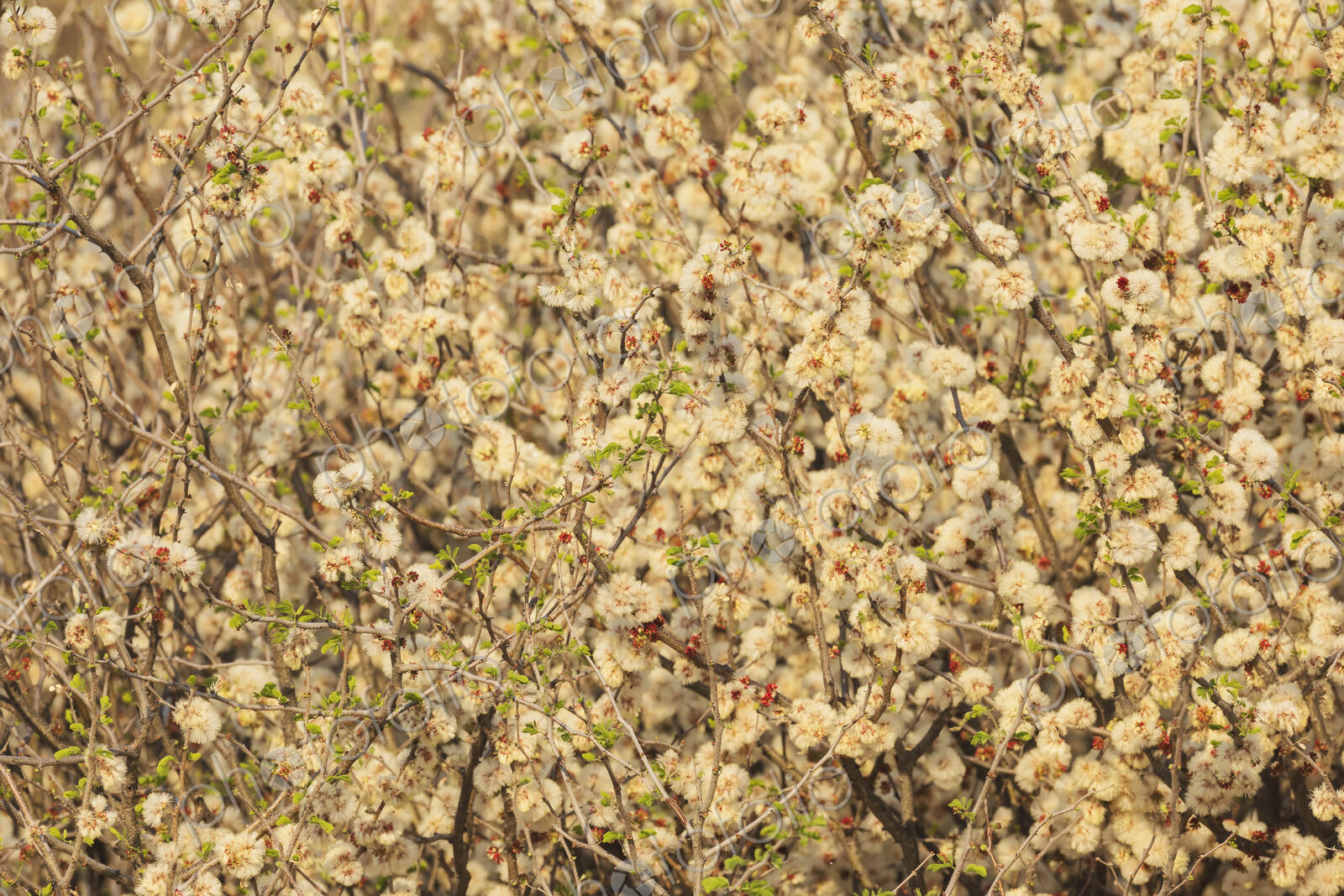 Setting Sun through Flowering Acacia Bush Kalahari Research Center, Vanzylsrus,…