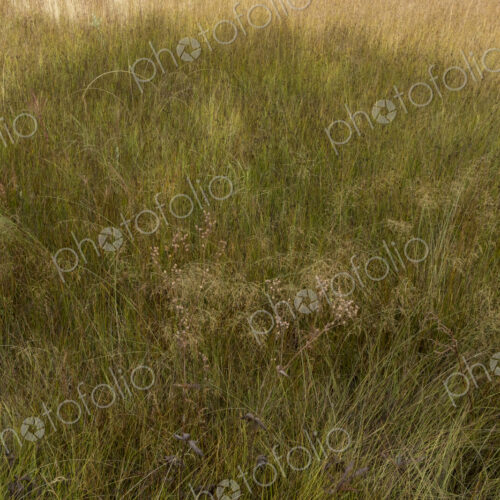 Shadow across field of wild meadow grasses in a meadow. Shadow across field of wild meadow grasses in a meadow.