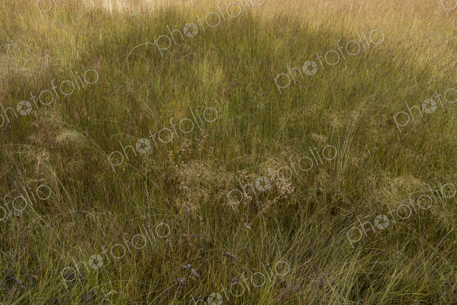 Shadow across field of wild meadow grasses in a meadow.