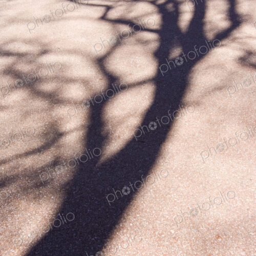 Shadow, the outline of a leafless tree on a pavement Shadow, the outline of a leafless tree on a pavement