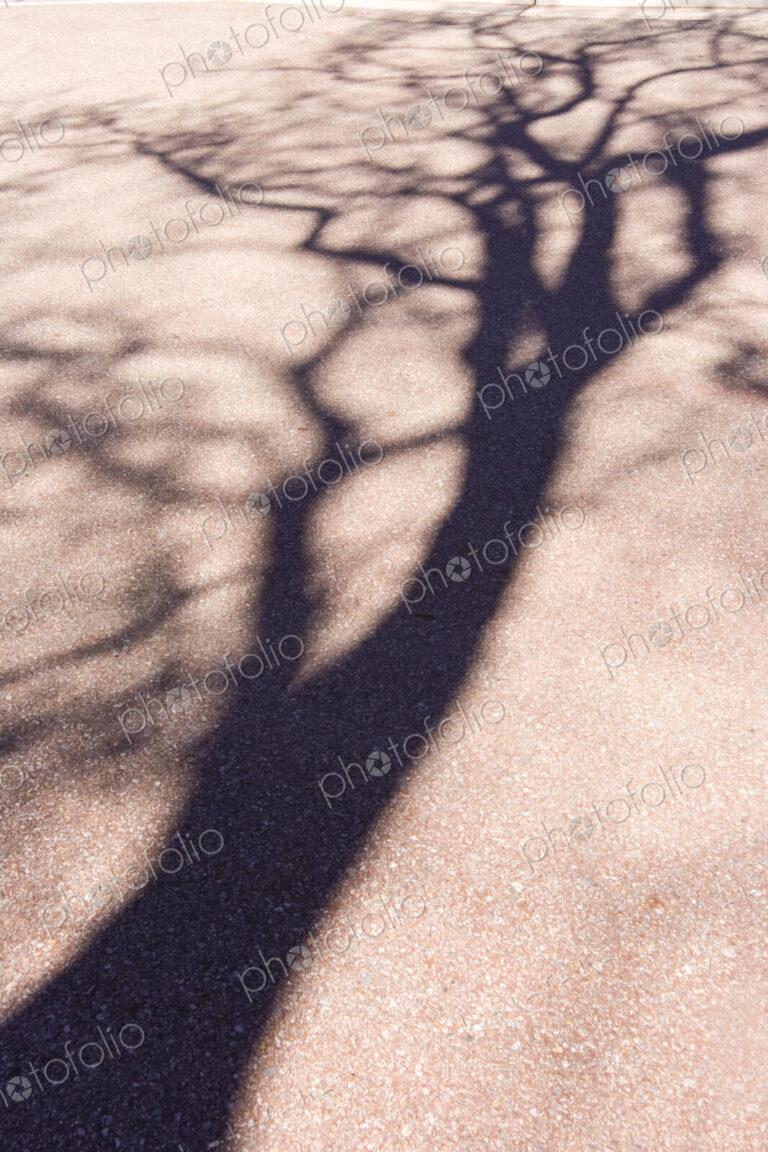 Shadow, the outline of a leafless tree on a pavement