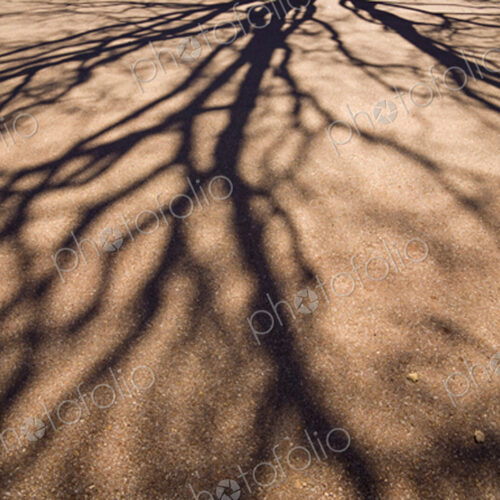 Shadows of spreading tree branches without leaves on the pavement in Seattle.