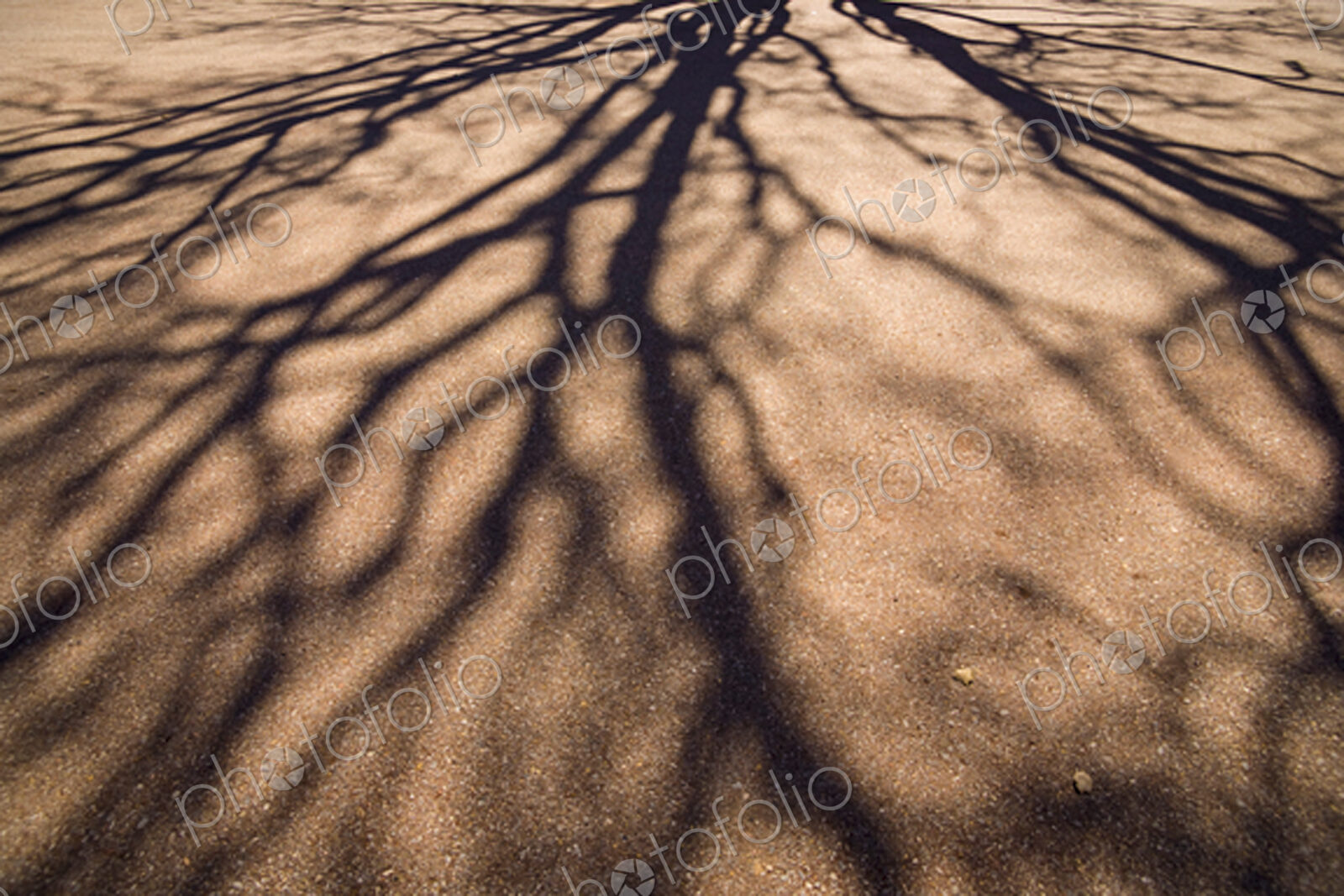 Shadows of spreading tree branches without leaves on the pavement in Seattle.