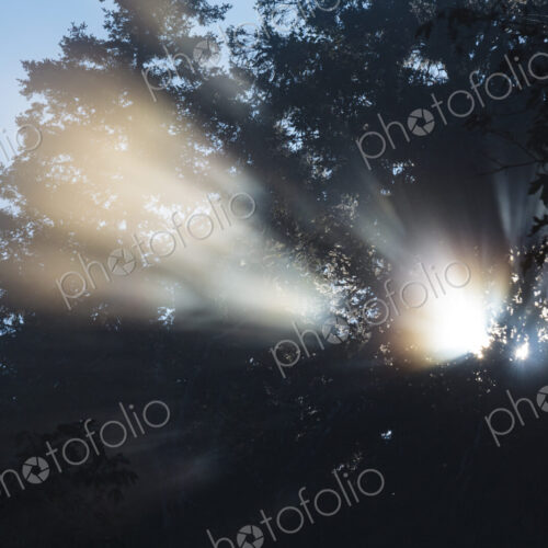 Shafts of sunlight reaching through trees in Salt Creek Recreational Area Shafts of sunlight reaching through trees in Salt Creek Recreational Area