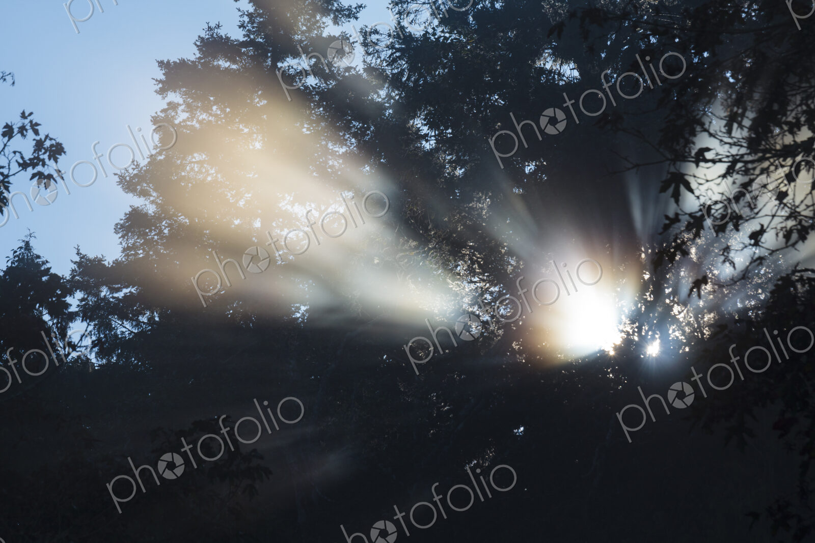 Shafts of sunlight reaching through trees in Salt Creek Recreational Area