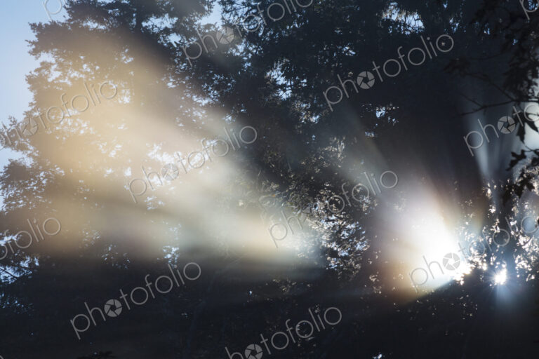 Shafts of sunlight reaching through trees in Salt Creek Recreational Area