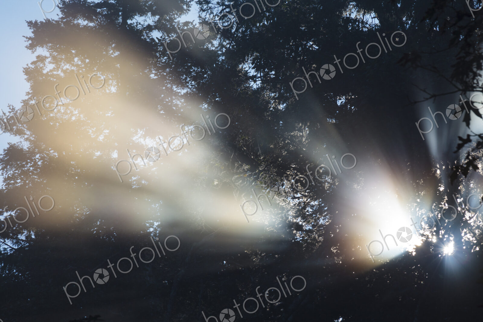 Shafts of sunlight reaching through trees in Salt Creek Recreational Area