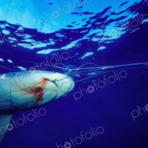 Shark caught on a monofilament Long-line fishing line.