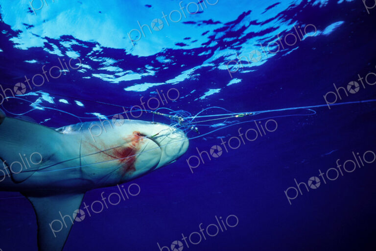 Shark caught on a monofilament Long-line fishing line.