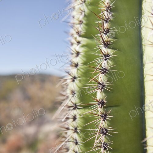 Sharp spines of Saguaro cactus in southwest Arizona desert, Phoenix, Arizona, USA Sharp spines of Saguaro cactus in southwest Arizona desert, Phoenix, Arizona, USA