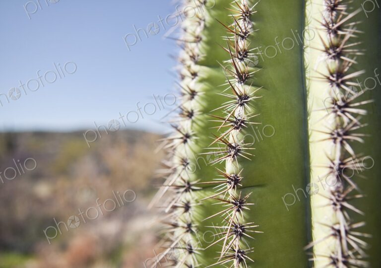 Sharp spines of Saguaro cactus in southwest Arizona desert, Phoenix, Arizona, USA