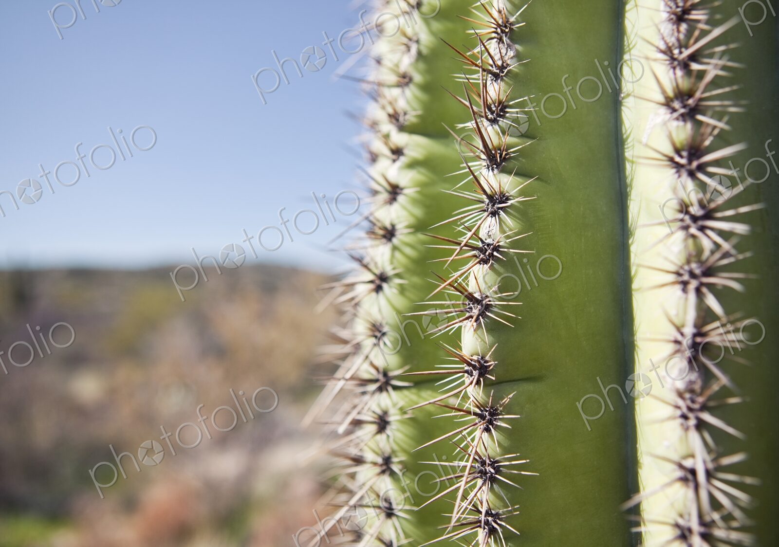 Sharp spines of Saguaro cactus in southwest Arizona desert, Phoenix, Arizona, USA