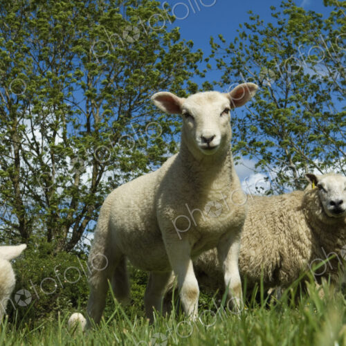 Sheep grazing in field. Sheep grazing in field.