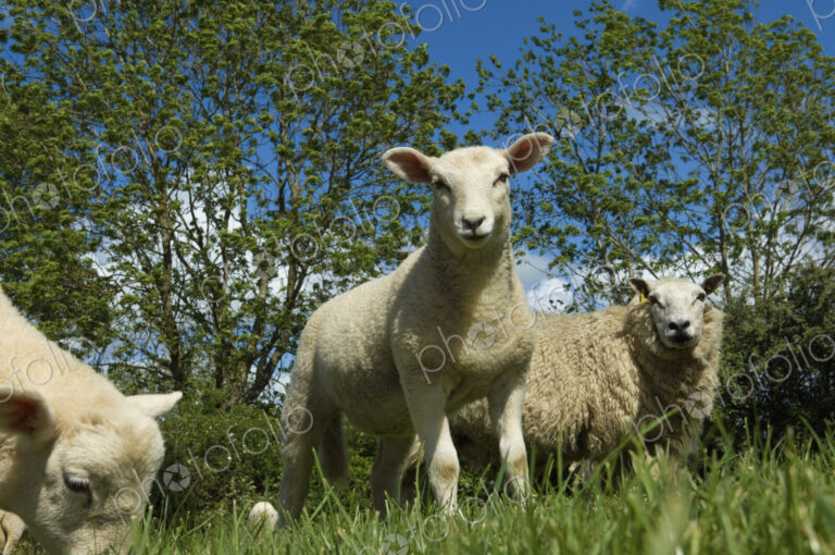 Sheep grazing in field.