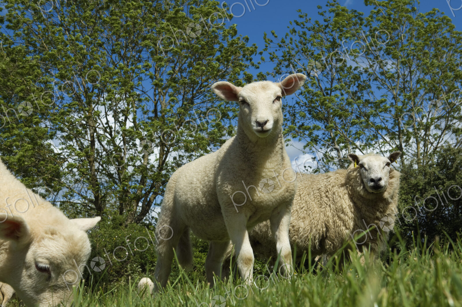Sheep grazing in field.