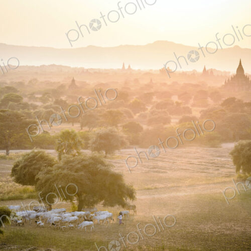 Sheep grazing in misty landscape