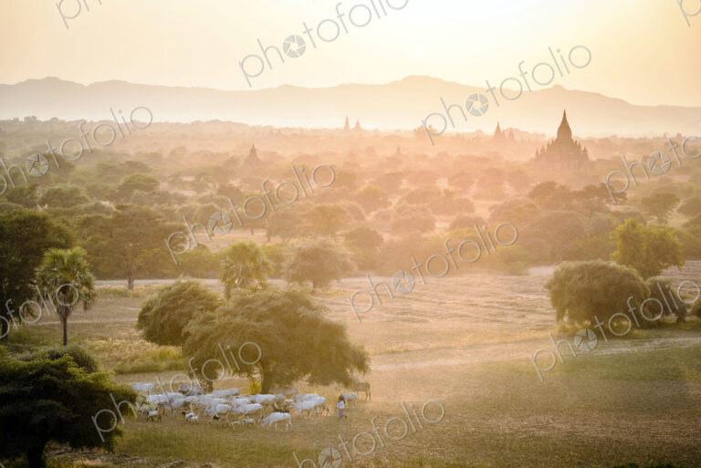 Sheep grazing in misty landscape