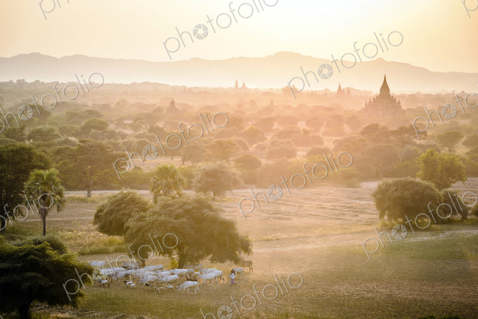 Sheep grazing in misty landscape