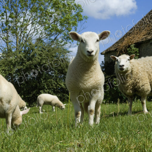 Sheep grazing in paddock. Sheep grazing in paddock.