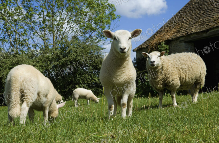 Sheep grazing in paddock.