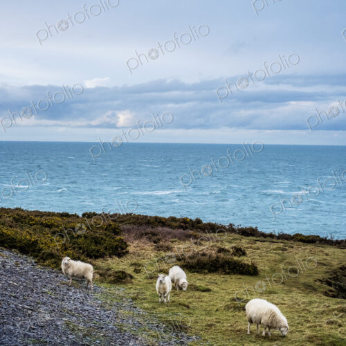 Sheep grazing on clifftop along the coastline of Pembrokeshire National Park, Wales, UK.
