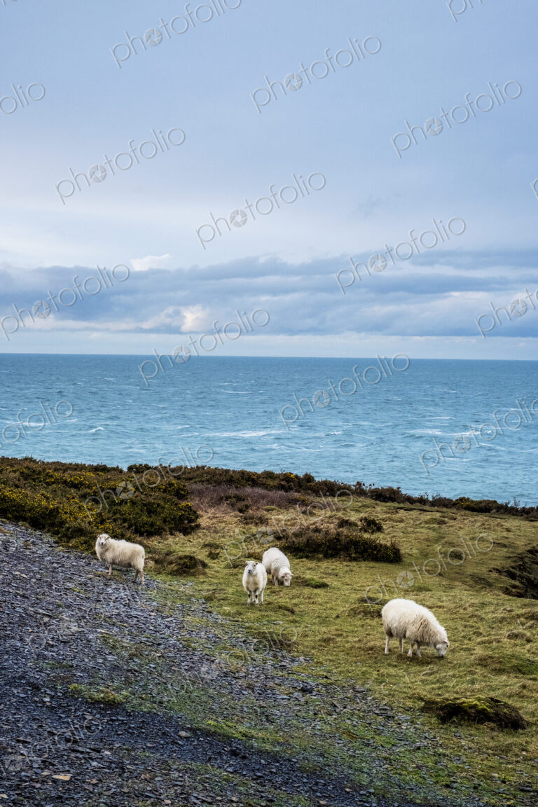 Sheep grazing on clifftop along the coastline of Pembrokeshire National Park, Wales, UK.