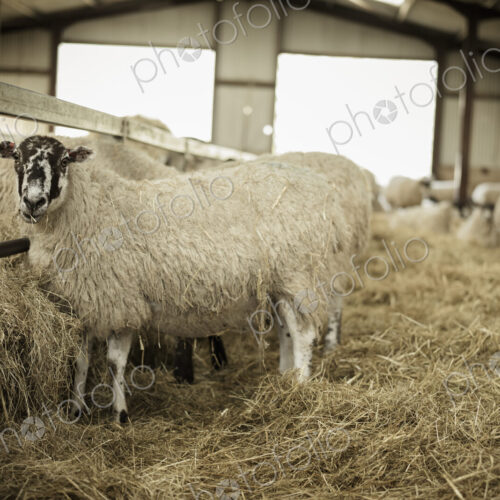 Sheep in a barn during lambing time. Sheep in a barn during lambing time.