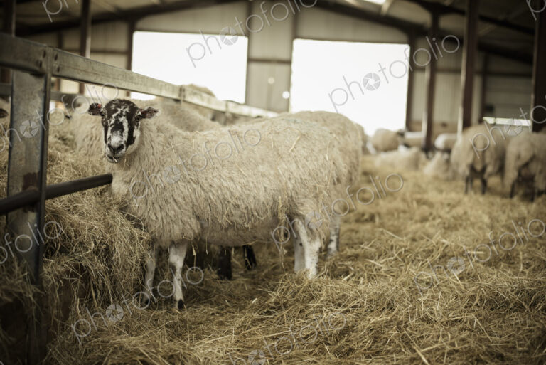 Sheep in a barn during lambing time.