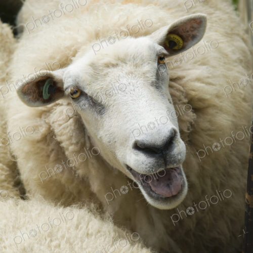 Sheep in a pen on a farm. Sheep in a pen on a farm.