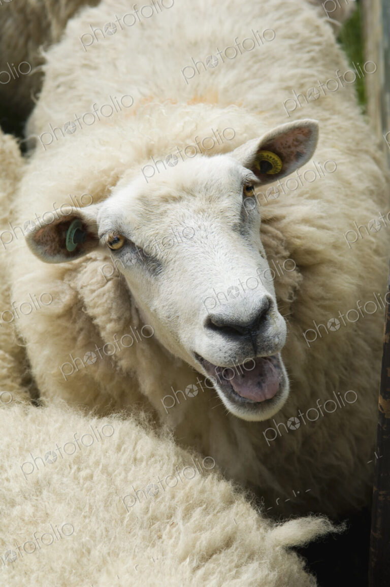 Sheep in a pen on a farm.