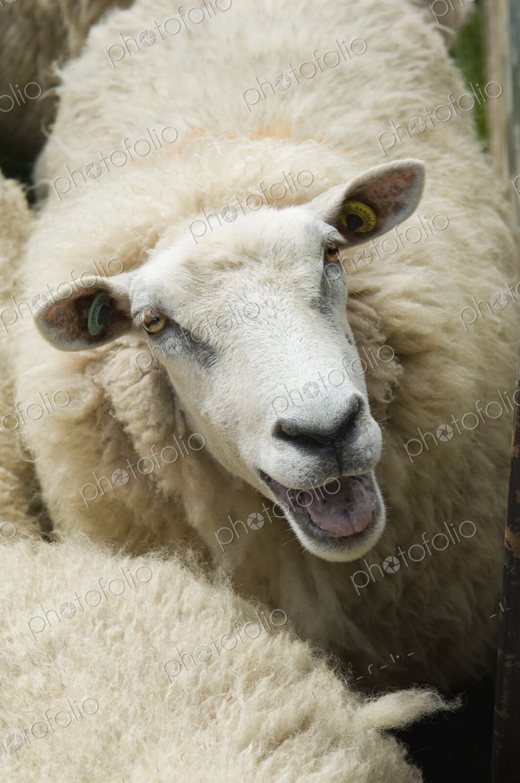 Sheep in a pen on a farm.