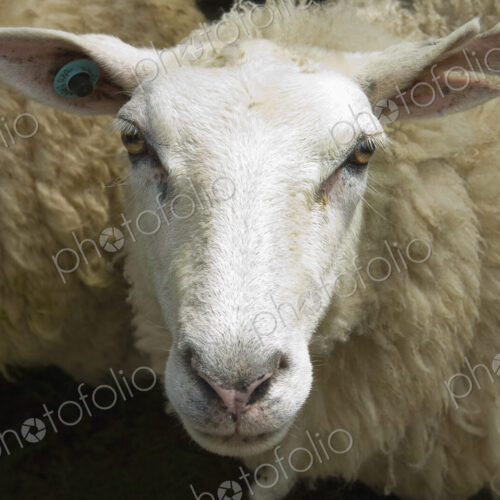 Sheep in a pen on a farm. Sheep in a pen on a farm.