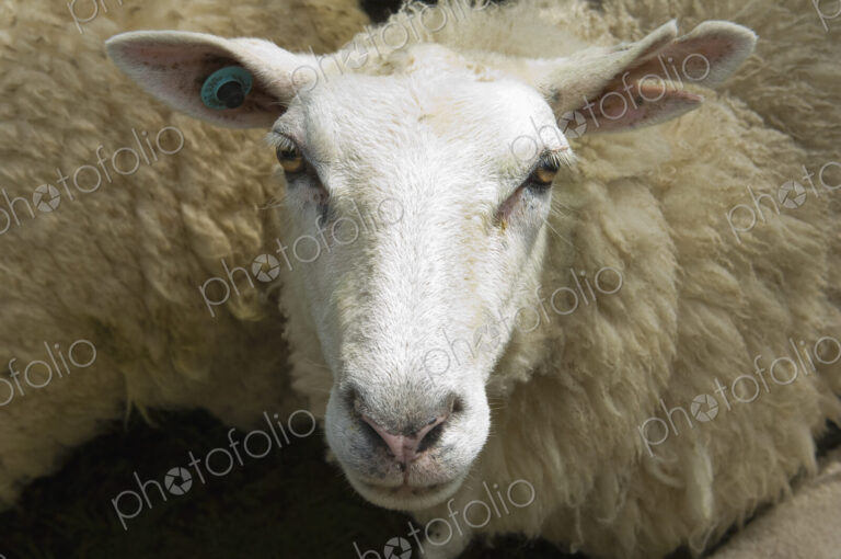 Sheep in a pen on a farm.