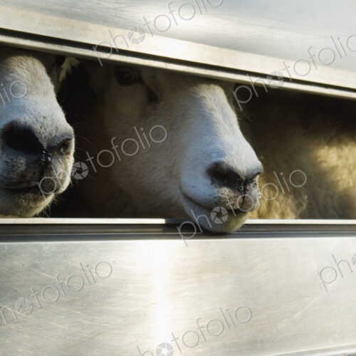 Sheep loaded into a trailer.