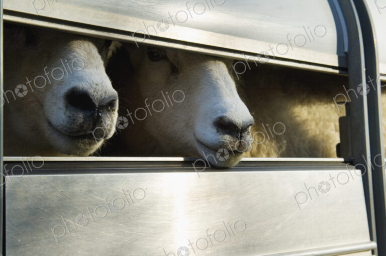 Sheep loaded into a trailer.