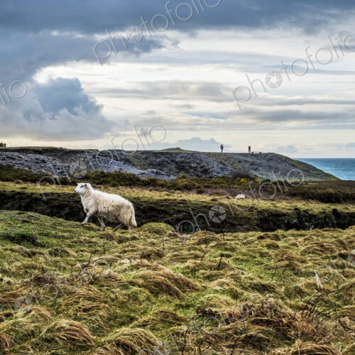 Sheep on clifftop along the coastline of Pembrokeshire National Park, Wales, UK. Sheep on clifftop along the coastline of Pembrokeshire National Park, Wales, UK.