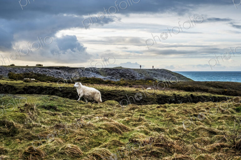 Sheep on clifftop along the coastline of Pembrokeshire National Park, Wales, UK.