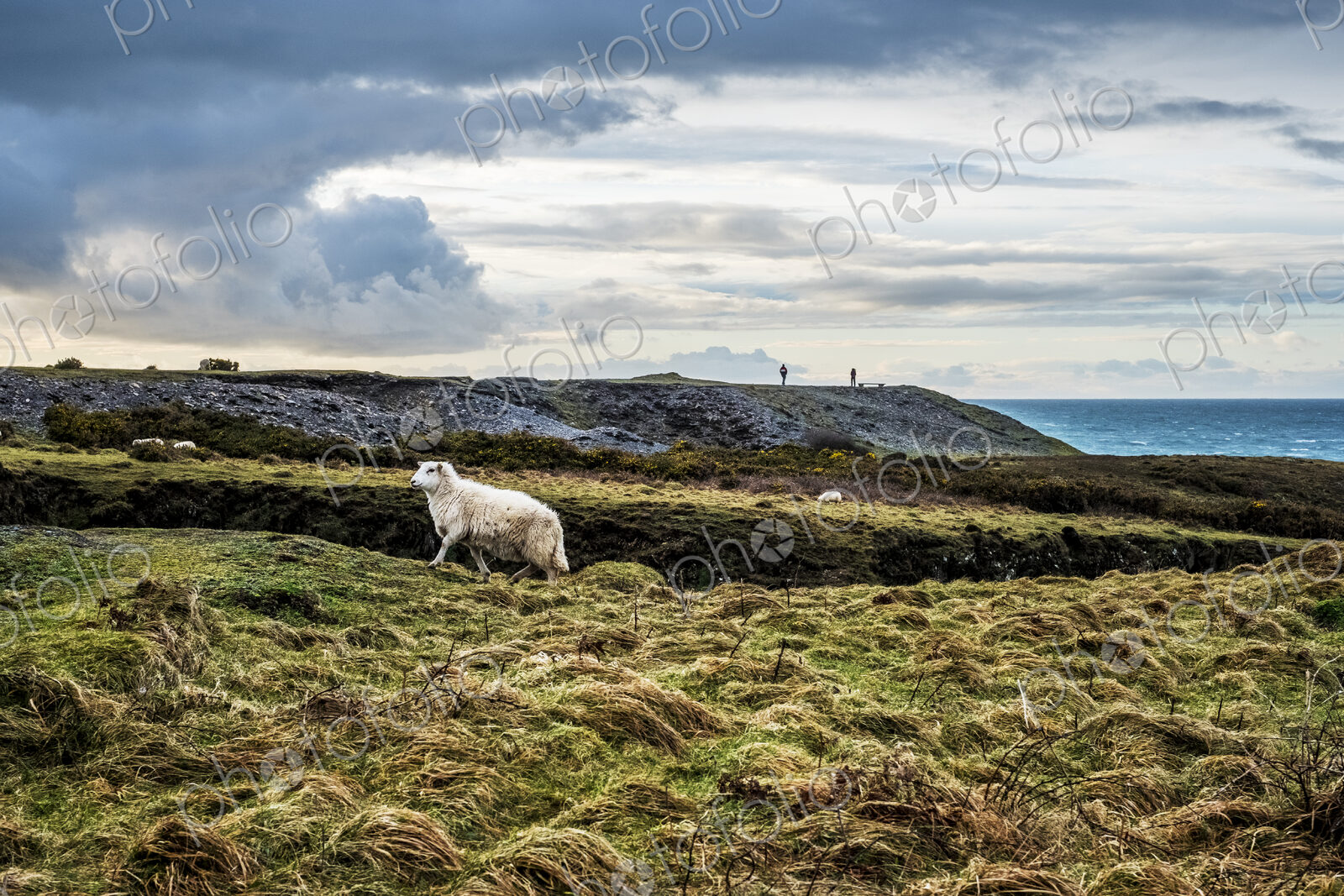 Sheep on clifftop along the coastline of Pembrokeshire National Park, Wales, UK.