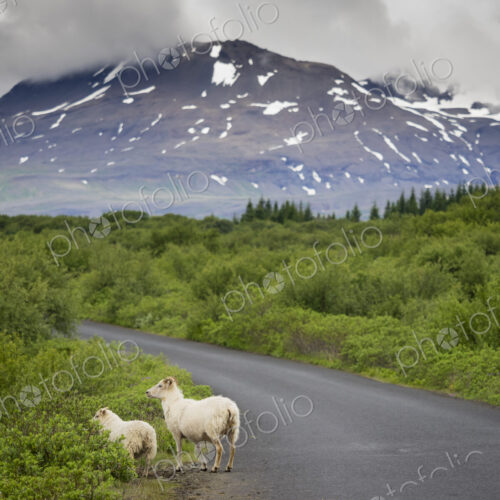 Sheep on side of the road and a view of the snowcapped mountains. Sheep on side of the road and a view of the snowcapped mountains.