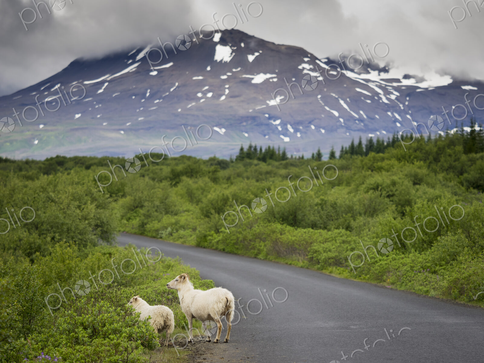 Sheep on side of the road and a view of the snowcapped mountains.