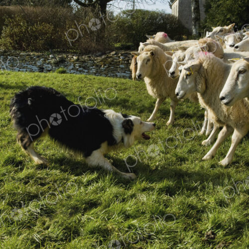 Sheepdog working a small flock of sheep. Sheepdog working a small flock of sheep.