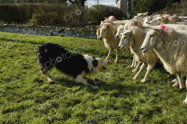 Sheepdog working a small flock of sheep.
