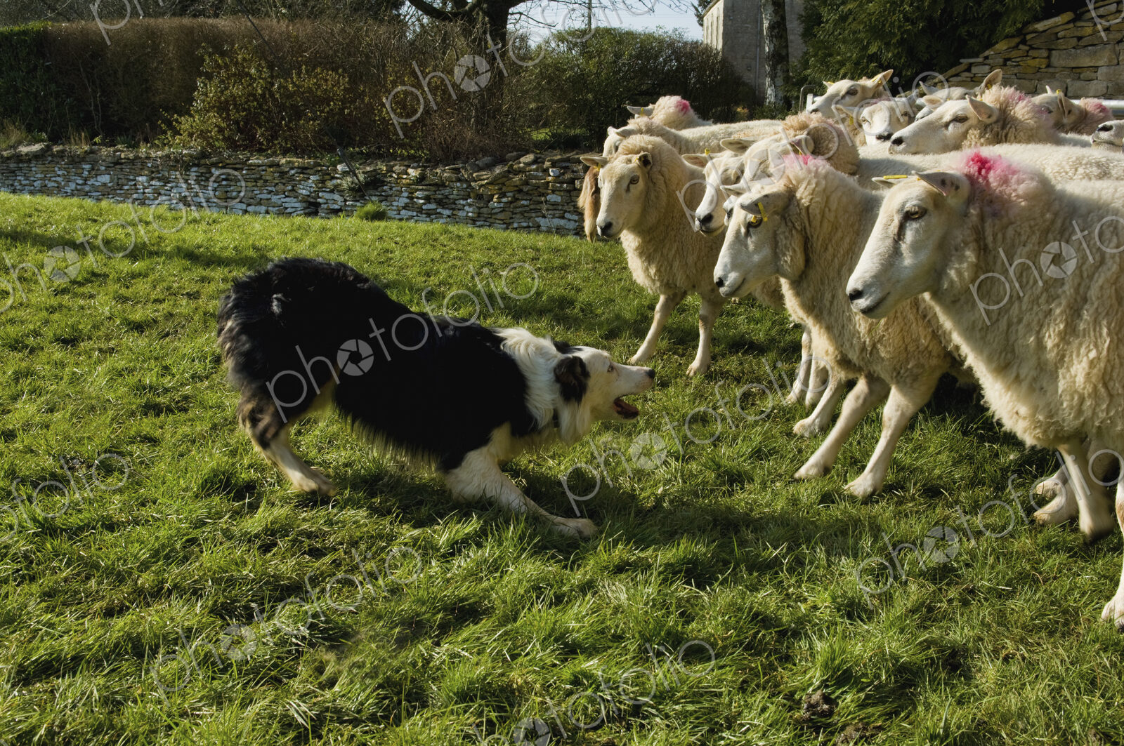 Sheepdog working a small flock of sheep.